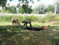 Hundestube Berlin Ariane Senske Hundetagesst&auml;tte (6)